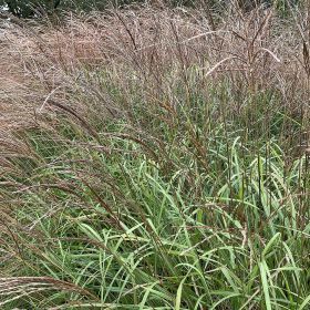 Miscanthus 'Cindy' 5 Litre